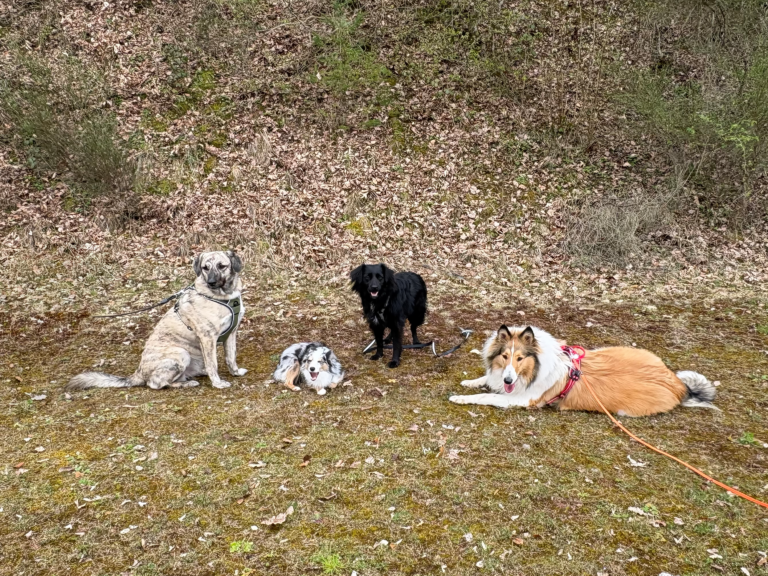 Sozial Walk